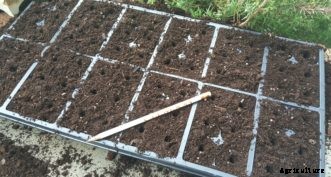 FAQs about Starting Vegetable Seeds Indoors