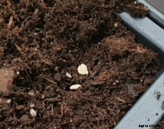 FAQs about Starting Vegetable Seeds Indoors