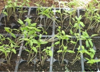 FAQs about Starting Vegetable Seeds Indoors