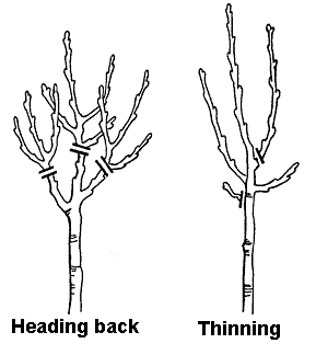 Pruning & Training Apple & Pear Trees