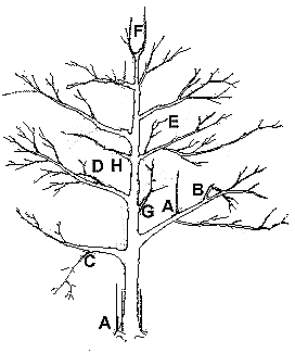Pruning & Training Apple & Pear Trees