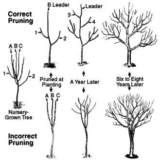 Pruning & Training Apple & Pear Trees