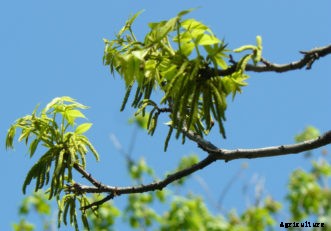 Pecan Planting & Fertilization