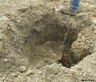 Pecan Planting & Fertilization