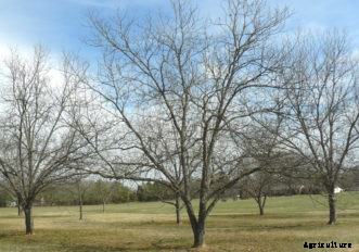 Pecan Planting & Fertilization