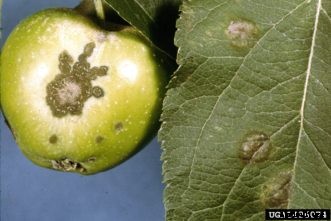Apple & Crabapple Diseases