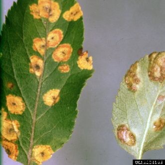 Apple & Crabapple Diseases