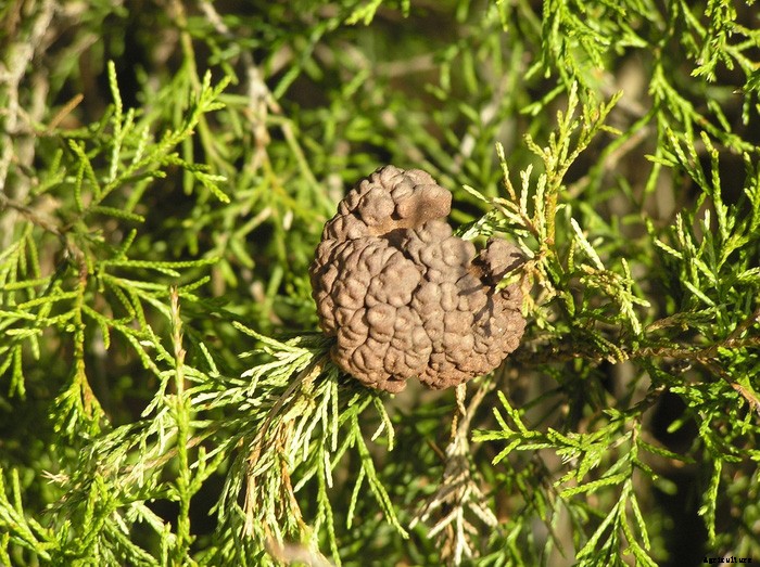Apple & Crabapple Diseases