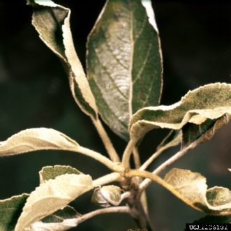 Apple & Crabapple Diseases