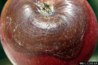 Apple & Crabapple Diseases
