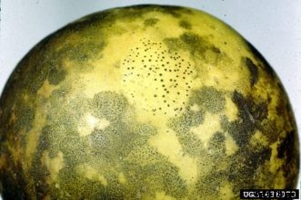 Apple & Crabapple Diseases