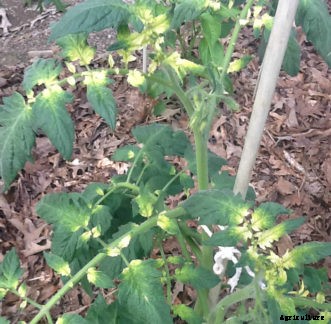 Glyphosate Damage on Tomatoes