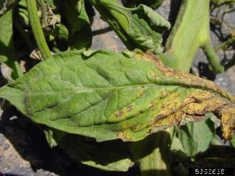 Glyphosate Damage on Tomatoes
