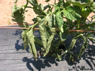 Tomato Leaves Rolling?