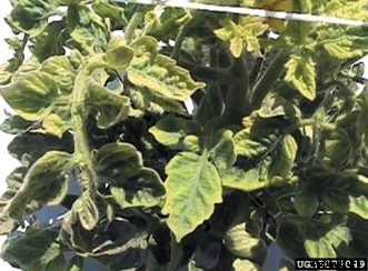 Tomato Leaves Rolling?