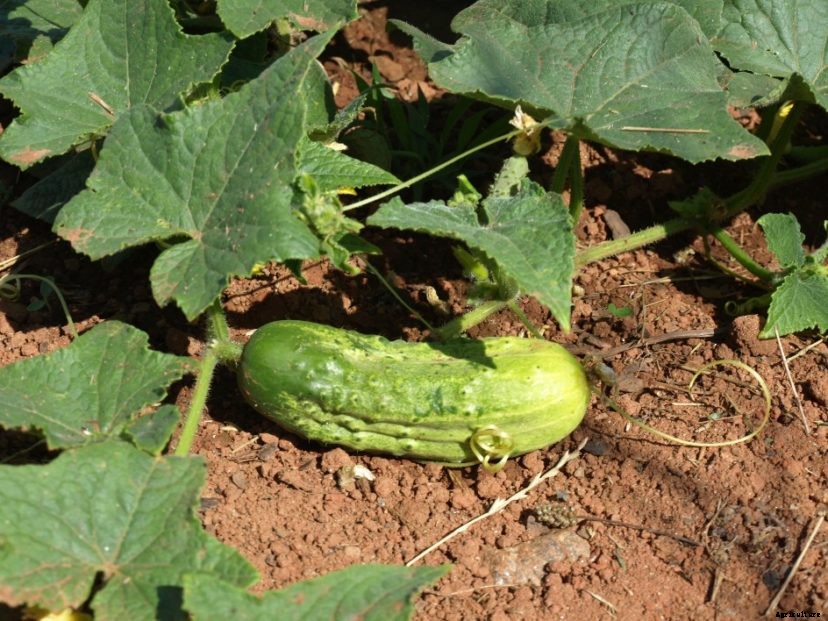 Cucumber