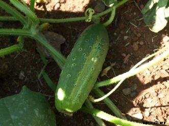 Cucumber