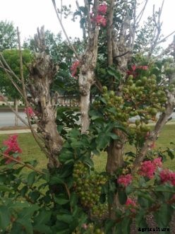 Why Plants Fail to Flower or Fruit