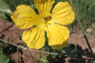 Why Plants Fail to Flower or Fruit