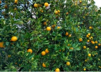 Citrus Insects & Related Pests