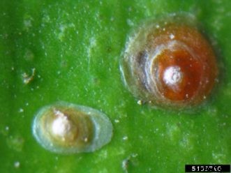 Citrus Insects & Related Pests