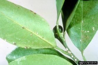Citrus Insects & Related Pests
