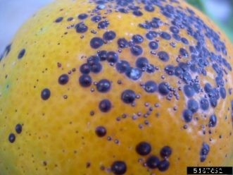 Citrus Insects & Related Pests