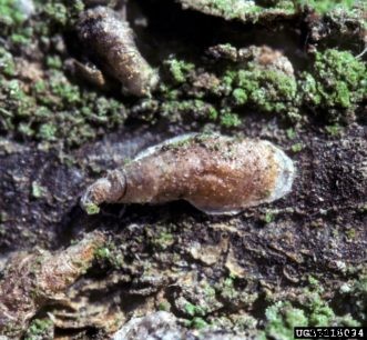 Citrus Insects & Related Pests