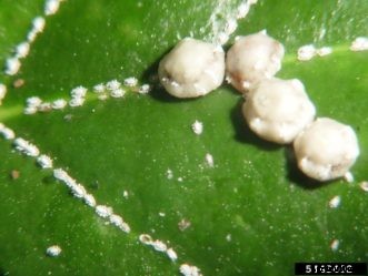 Citrus Insects & Related Pests