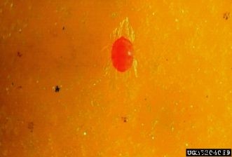 Citrus Insects & Related Pests