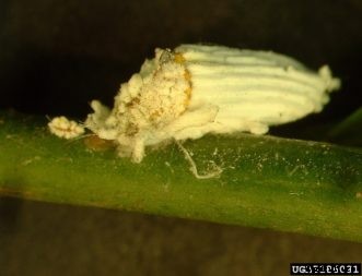 Citrus Insects & Related Pests