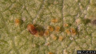 Citrus Insects & Related Pests