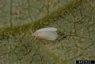 Citrus Insects & Related Pests