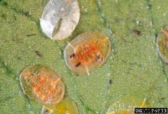 Citrus Insects & Related Pests