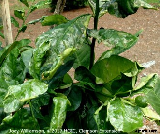 Citrus Insects & Related Pests