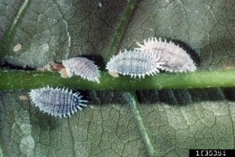 Citrus Insects & Related Pests