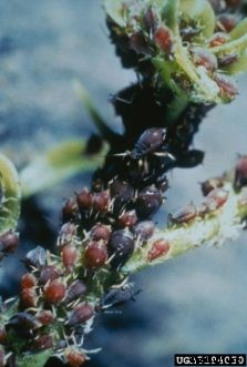 Citrus Insects & Related Pests