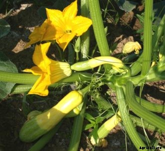 Summer Squash