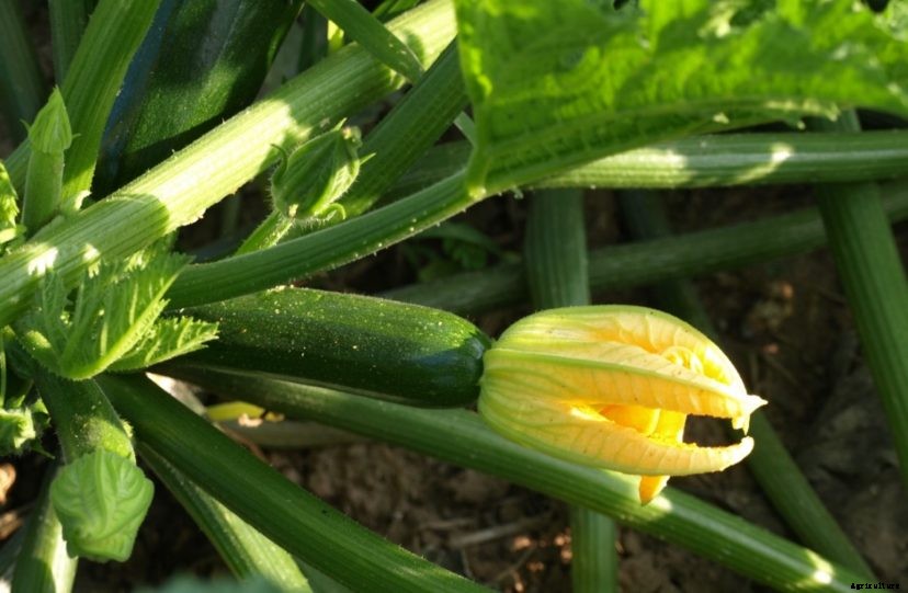 Summer Squash
