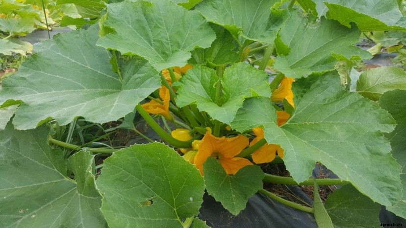 Summer Squash