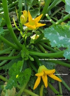 Summer Squash