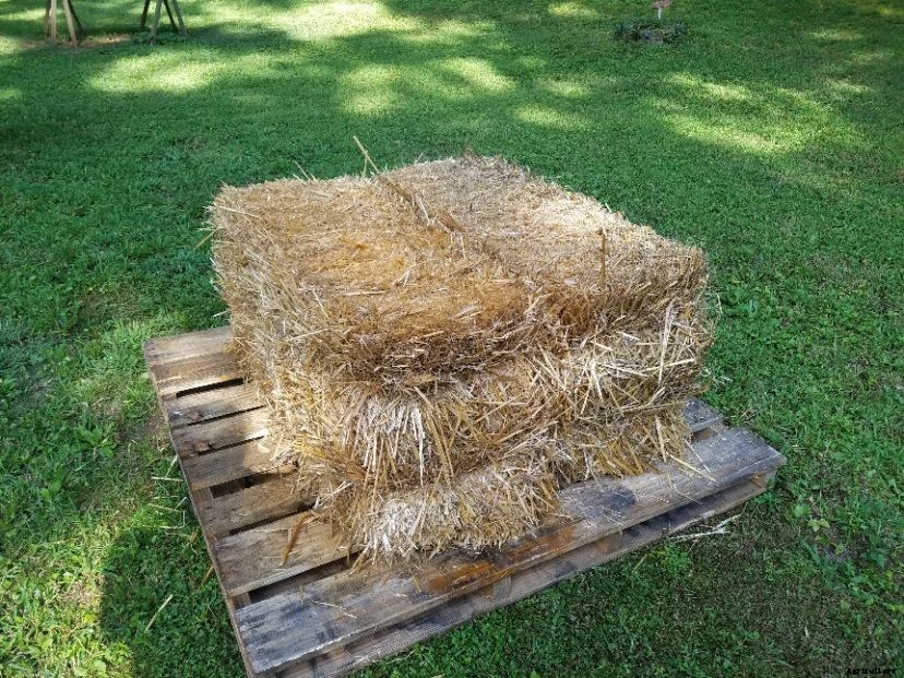 Straw Bale Gardening
