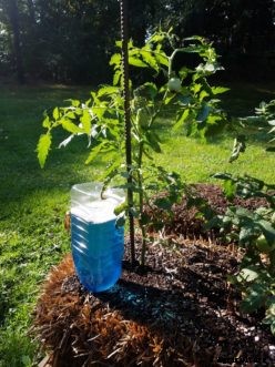Straw Bale Gardening
