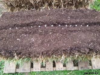 Straw Bale Gardening