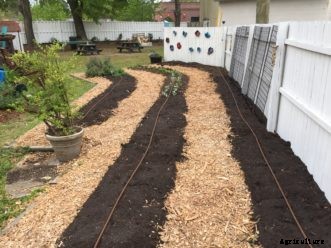 Raised Beds