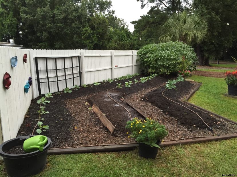 Raised Beds