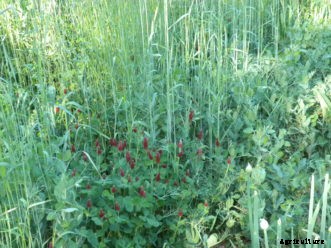 Cover Crops