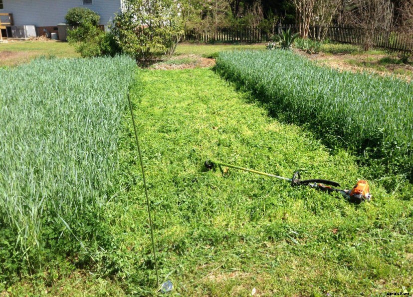 Cover Crops