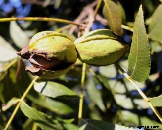 FAQ About Pecan Production in the Home Garden