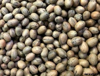 FAQ About Pecan Production in the Home Garden